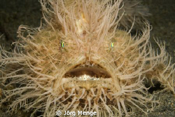 This picture is developed in Sulawesi Lembeh Strait 2008,... by Jörg Menge 